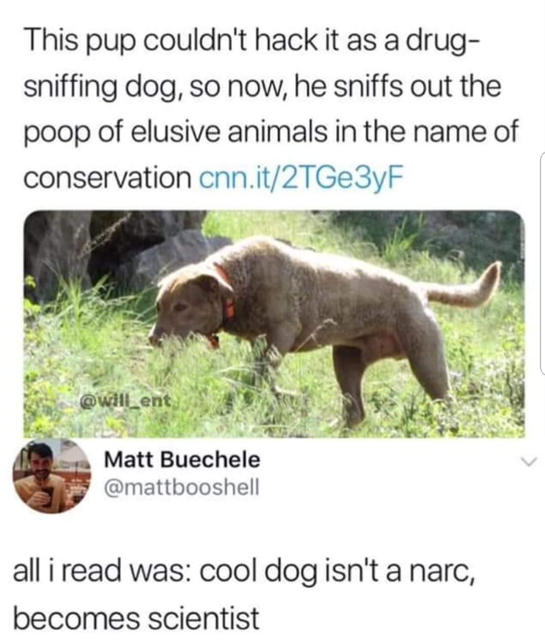 This pup couldnt hack it as a drug sniffing dog so now he sniffs out the poop of elusive animals in the name of conservation cnnit2TGe3yF mattbooshell all i read was cool dog isnt a narc becomes scientist