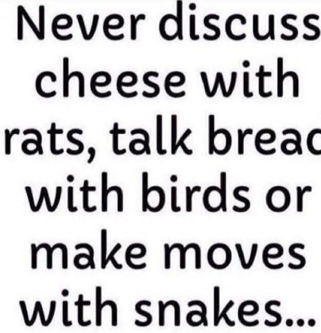Never discuss cheese with rats, talk bread with birds or make moves with snakes...