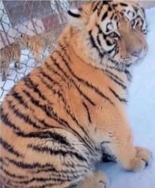 Tiger cub sitting in snow near a chain-link fence.
