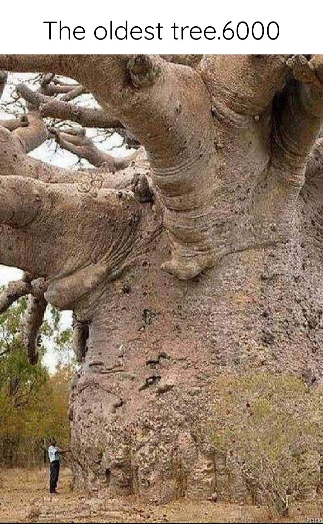 The oldest tree.6000