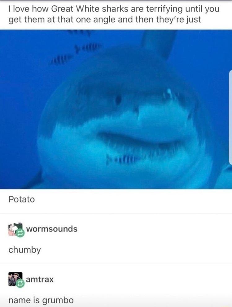 love how Great White sharks are terrifying until you get them at that one angle and then theyre just e Potato 3 wormsounds chumby B o name is grumbo