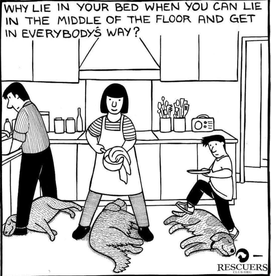 WHY LIE IN YOUR BED WHEN YOU CAN LIE IN THE MIDDLE OF THE FLOOR AND GET N EVERYBODYS WRY