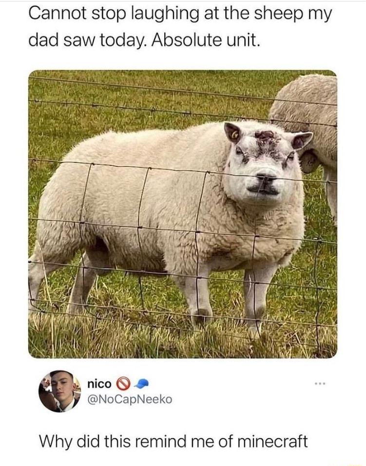 Cannot stop laughing at the sheep my dad saw today Absolute unit nico NoCapNeeko Why did this remind me of minecraft