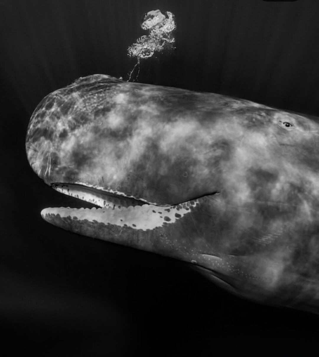 Session ID: 1022079.