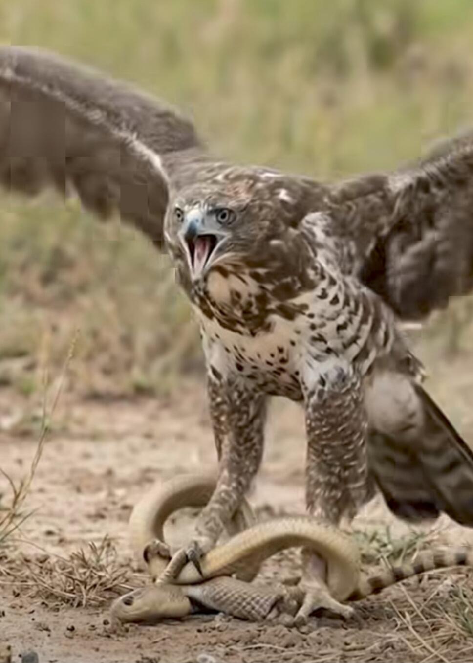 A hawk with wings spread aggressively over a snake on the ground.