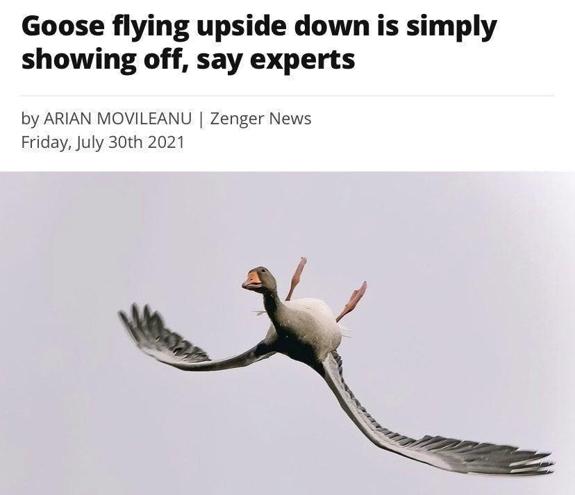 Goose flying upside down is simply showing off say experts by ARIAN MOVILEANU Zenger News Friday July 30th 2021