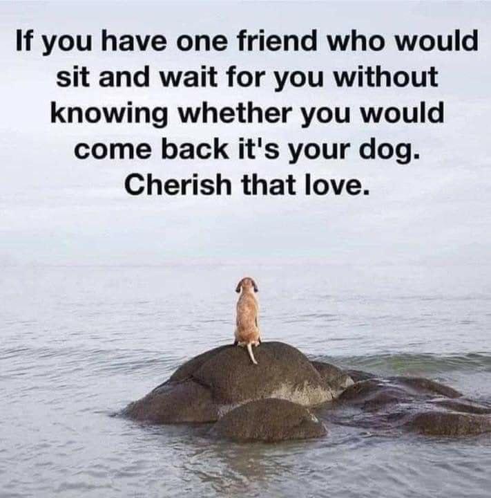 If you have one friend who would sit and wait for you without knowing whether you would come back its your dog Cherish that love