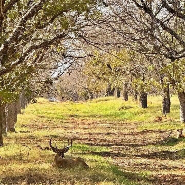 A deer with large antlers lying down in a sunlit path between rows of trees in a grassy area.