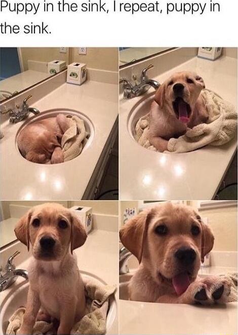 Puppy In the sink repeat puppy in the sink