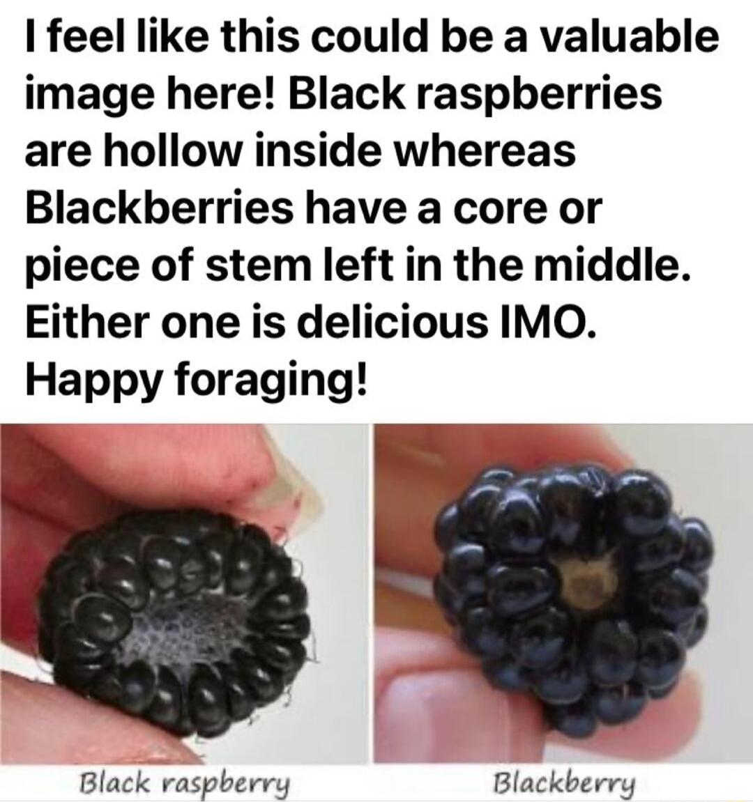 feel like this could be a valuable image here Black raspberries are hollow inside whereas Blackberries have a core or piece of stem left in the middle Either one is delicious IMO Happy foraging Black raspberry Blackberry
