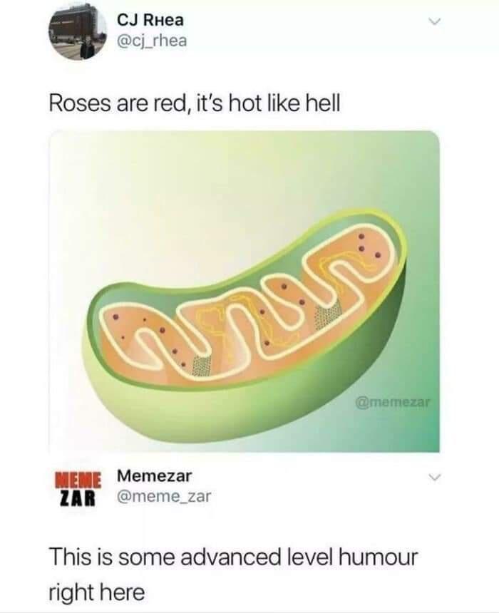 cj_rhea Roses are red its hot like hell Memezar v meme_zar This is some advanced level humour right here