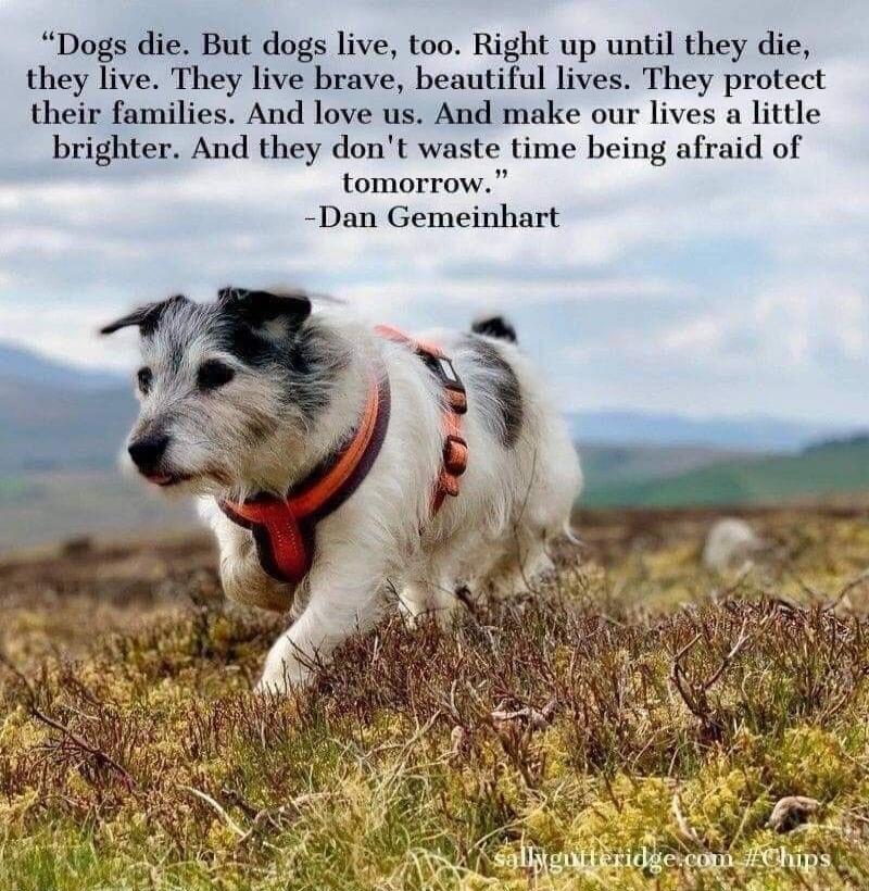 Dogs die. But dogs live, too. Right up until they die, they live. They live brave, beautiful lives. They protect their families. And love us. And make our lives a little brighter. And they don't waste time being afraid of tomorrow.