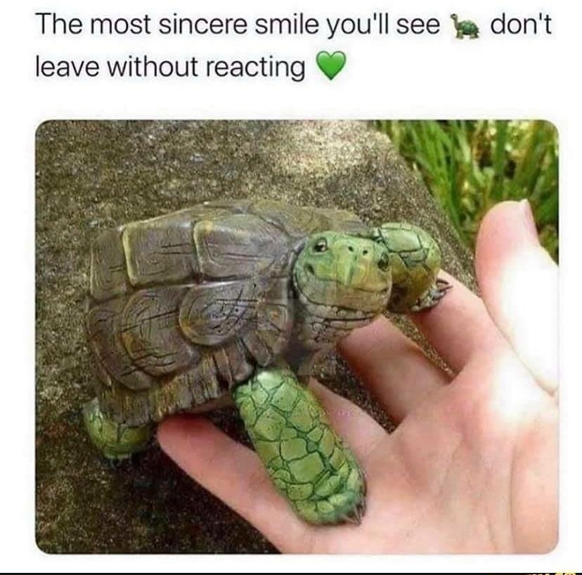 The most sincere smile youll see a dont leave without reacting