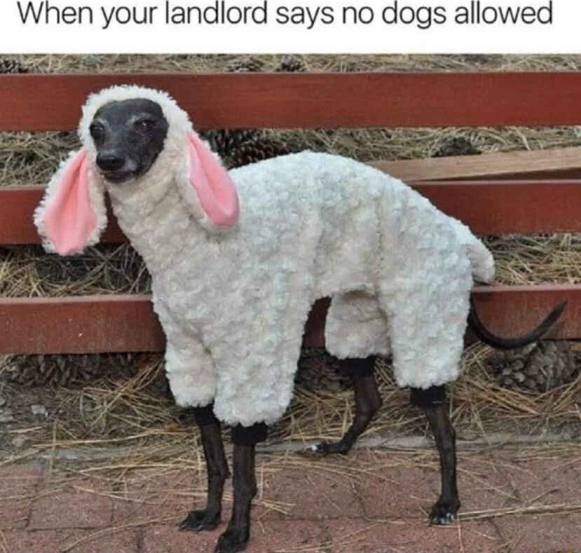 When your landlord says no dogs allowe