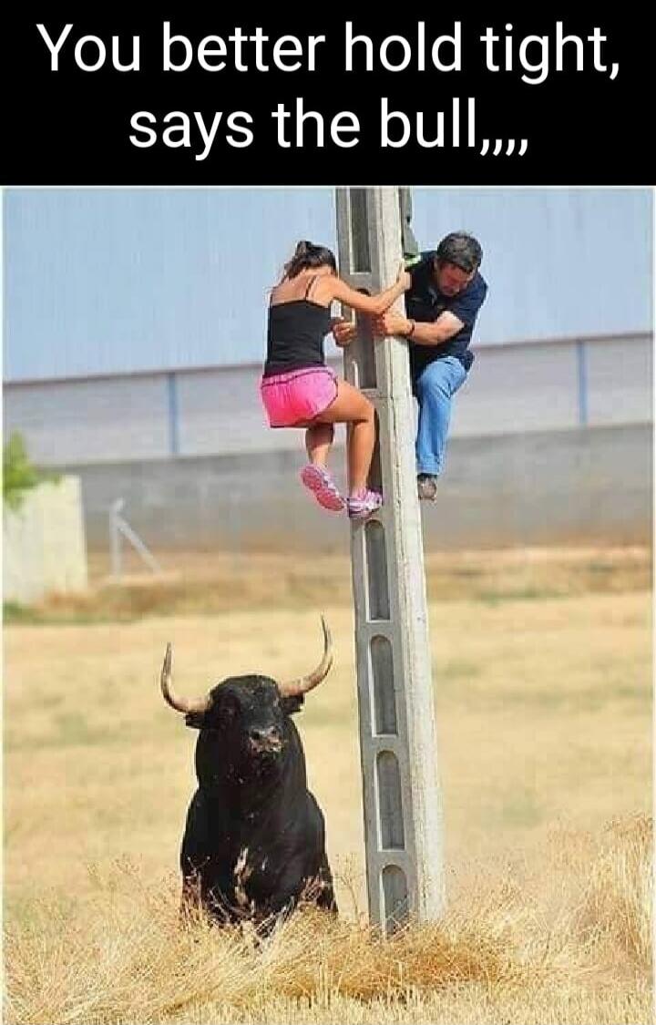 You better hold tight, says the bull,,,