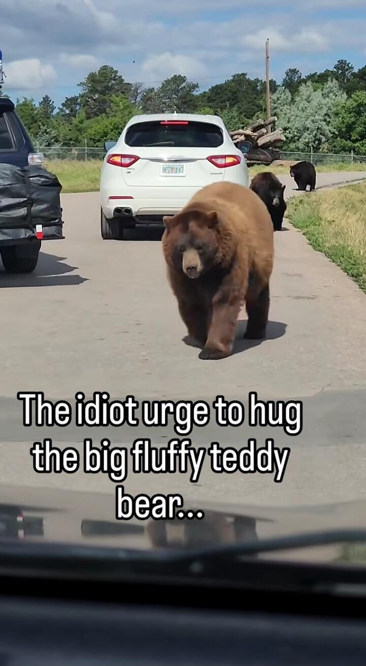 The idiot urge to hug the big fluffy teddy bear...