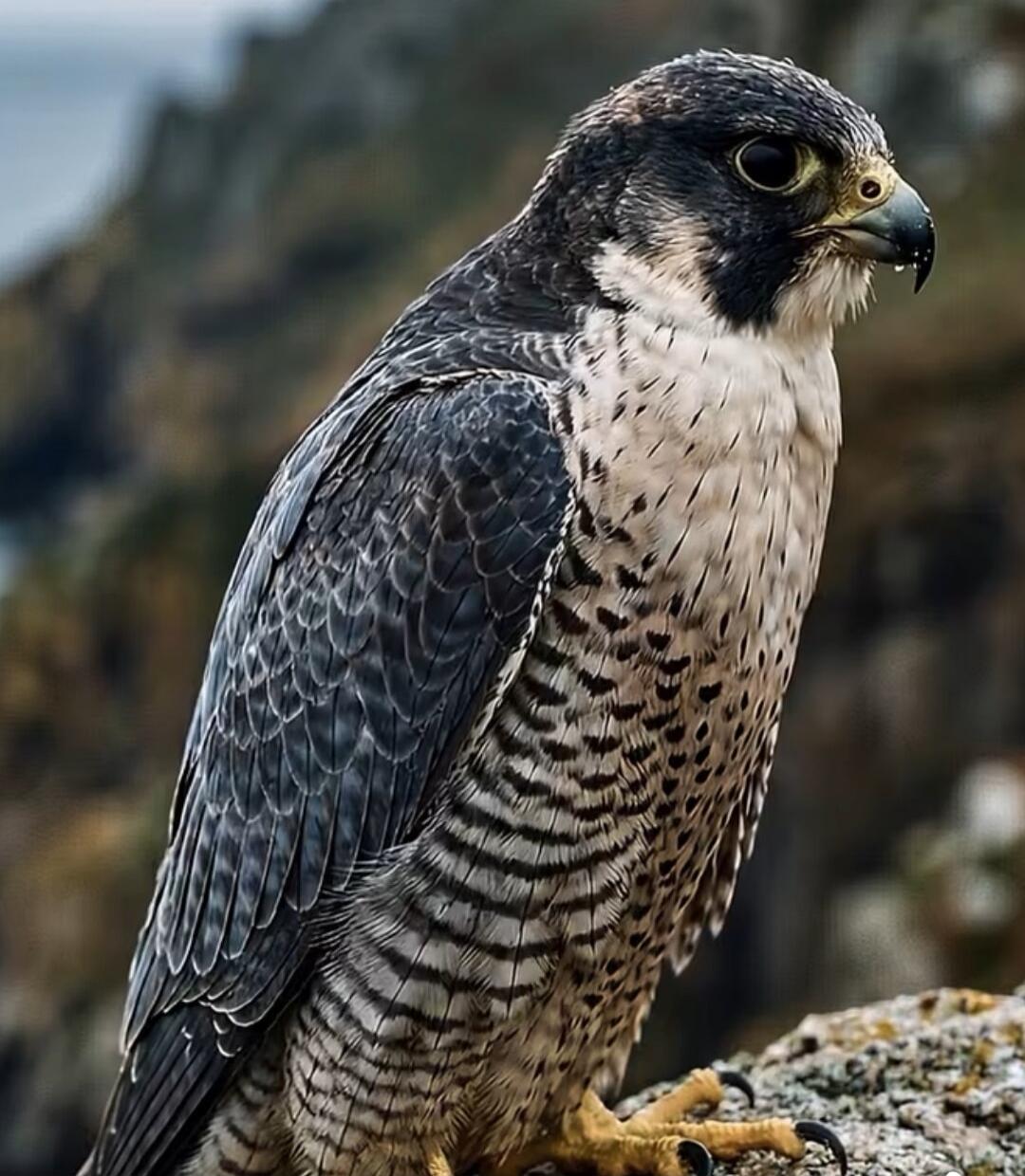 A falcon perched on a rock, with a rocky background.
