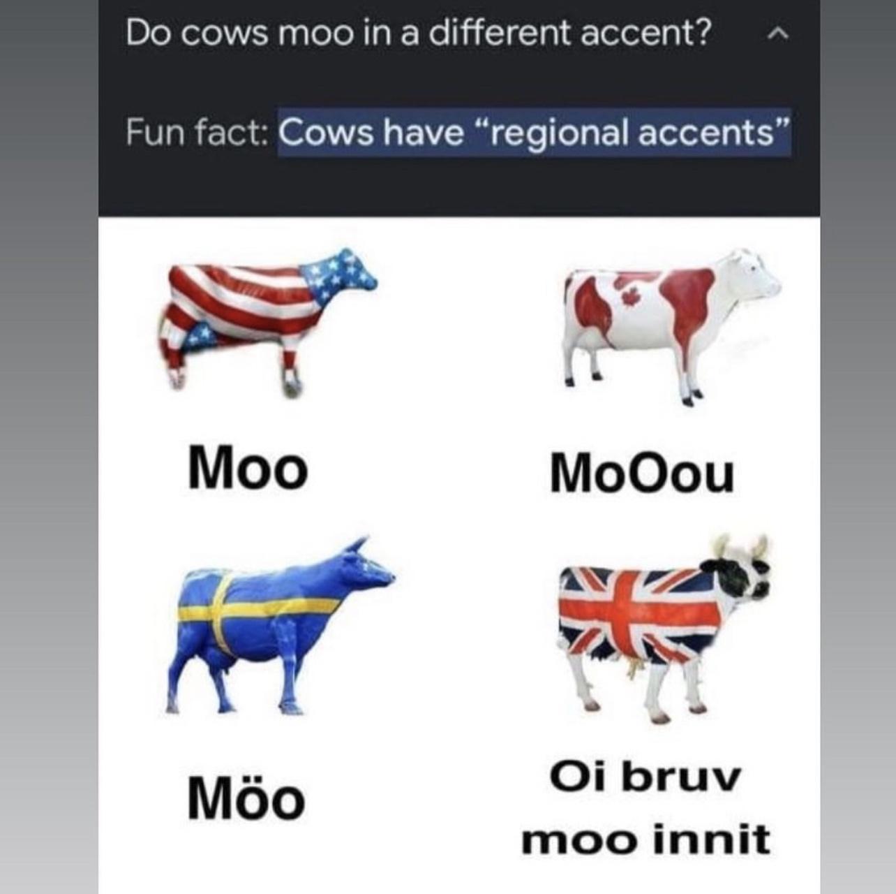 s moo in a different accent ct Cows have regional accents MoOou 1 A Ak Mo Oi bruv moo innit