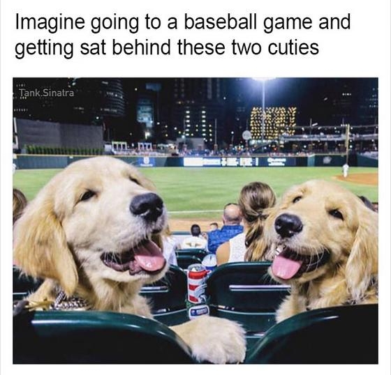 s Imagine going to a baseball game and getting sat behind these two cuties