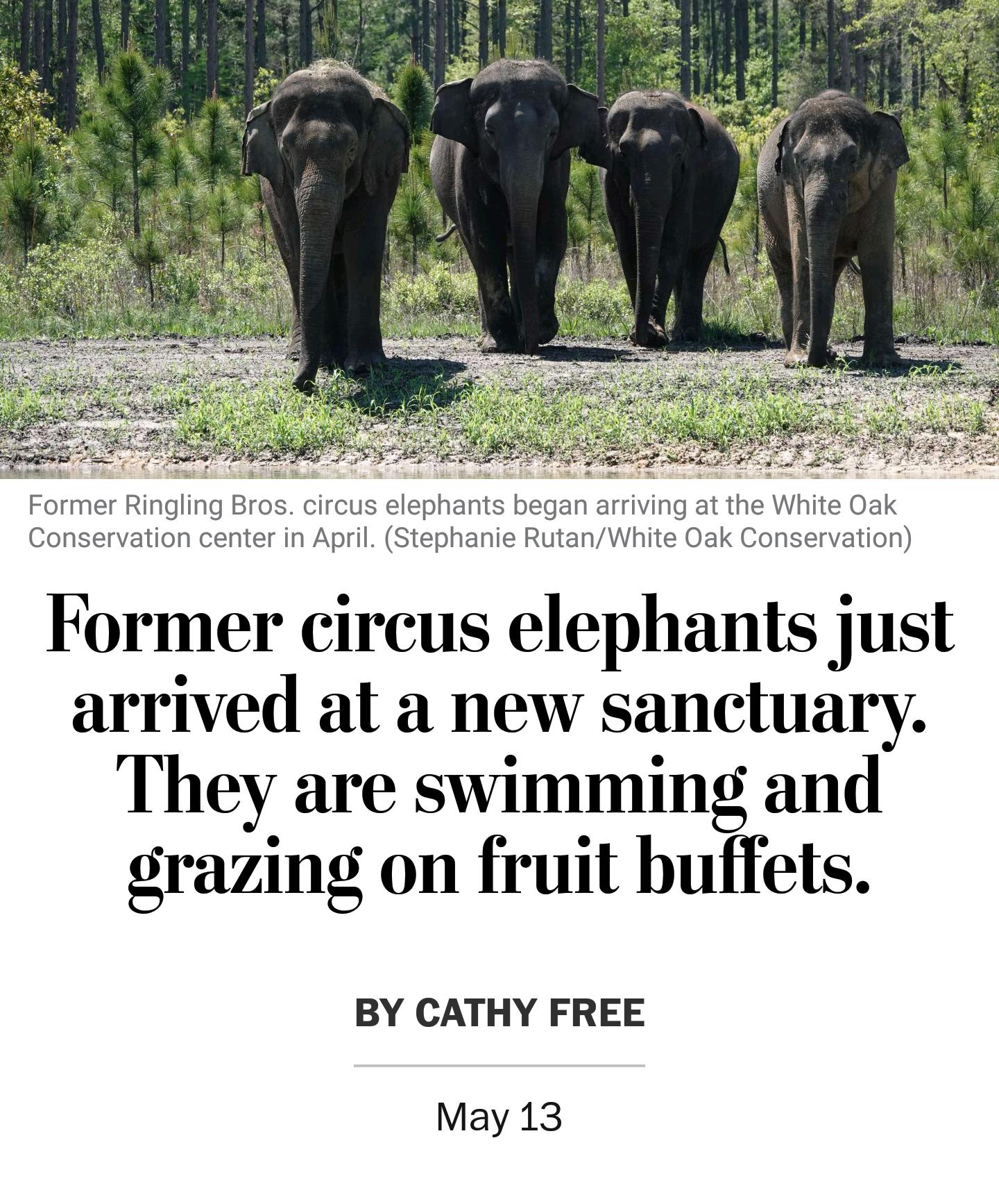 eon 48 i s Former Ringling Bros circus elephants began arriving at the White Oak Conservation center in April Stephanie RutanWhite Oak Conservation Former circus elephants just arrived at a new sanctuary They are swimming and grazing on fruit buflets BY CATHY FREE May 13