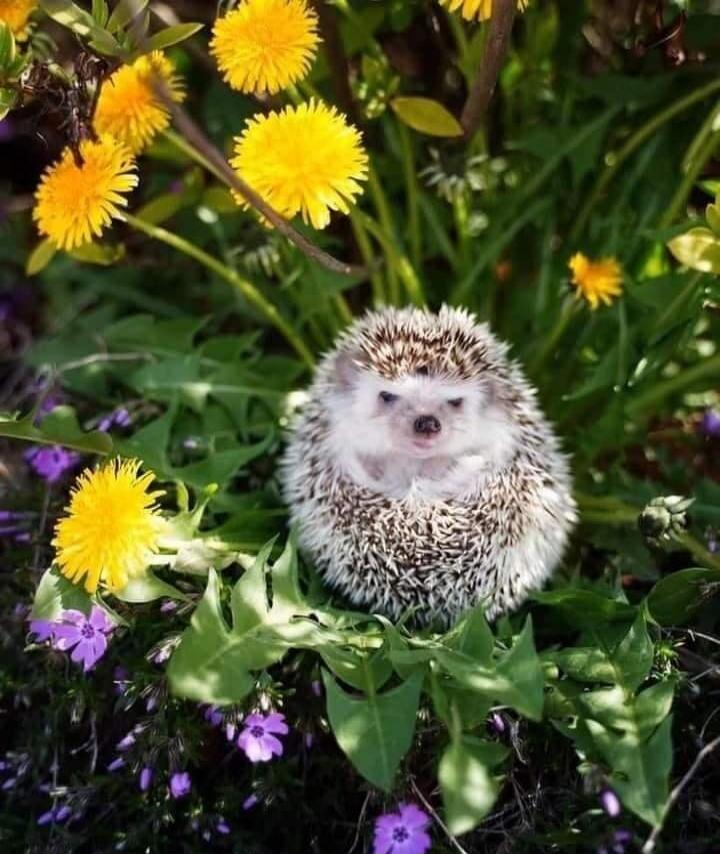 A small hedgehog sits among yellow dandelions and purple flowers in a garden.