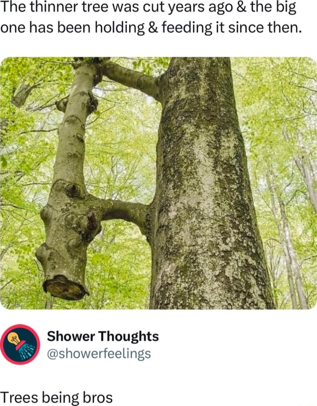 The thinner tree was cut years ago the big one has been holding feeding it since then Shower Thoughts showerfeelings Trees being bros