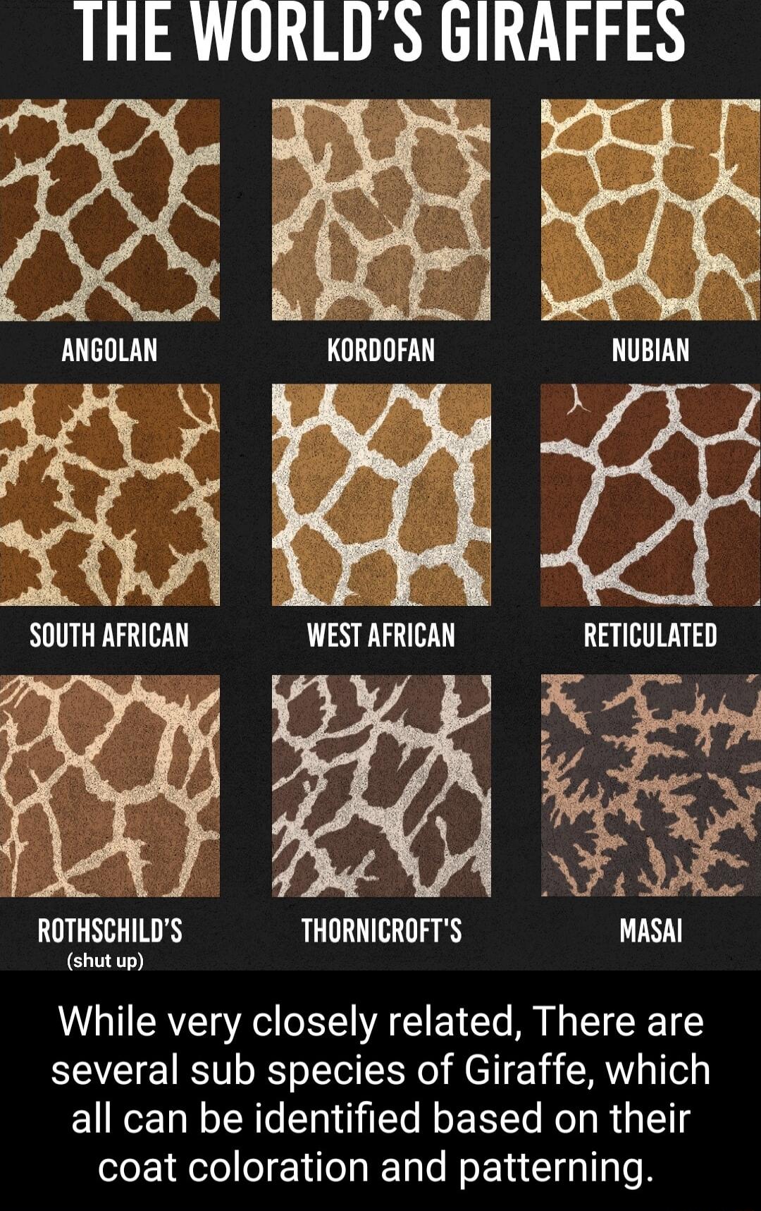 THE WORLDS GIRAFFES X B B LUCITELE KORDOFAN NUBIAN SOUTH AFRICAN WEST AFRICAN RETICULATED ENEIUE THORNICROFTS MASAI shutup While very closely related There are several sub species of Giraffe which all can be identified based on their coat coloration and patterning