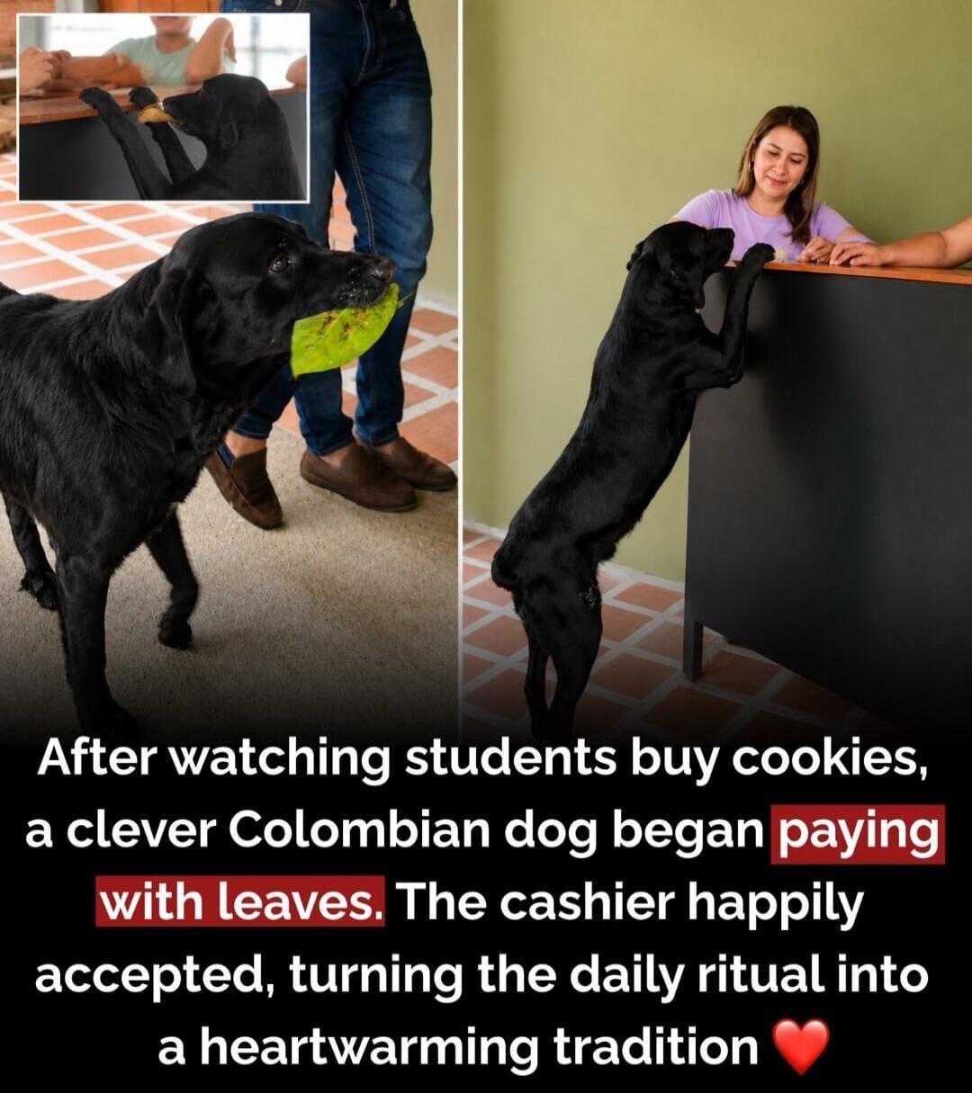 After watching students buy cookies, a clever Colombian dog began paying with leaves. The cashier happily accepted, turning the daily ritual into a heartwarming tradition.