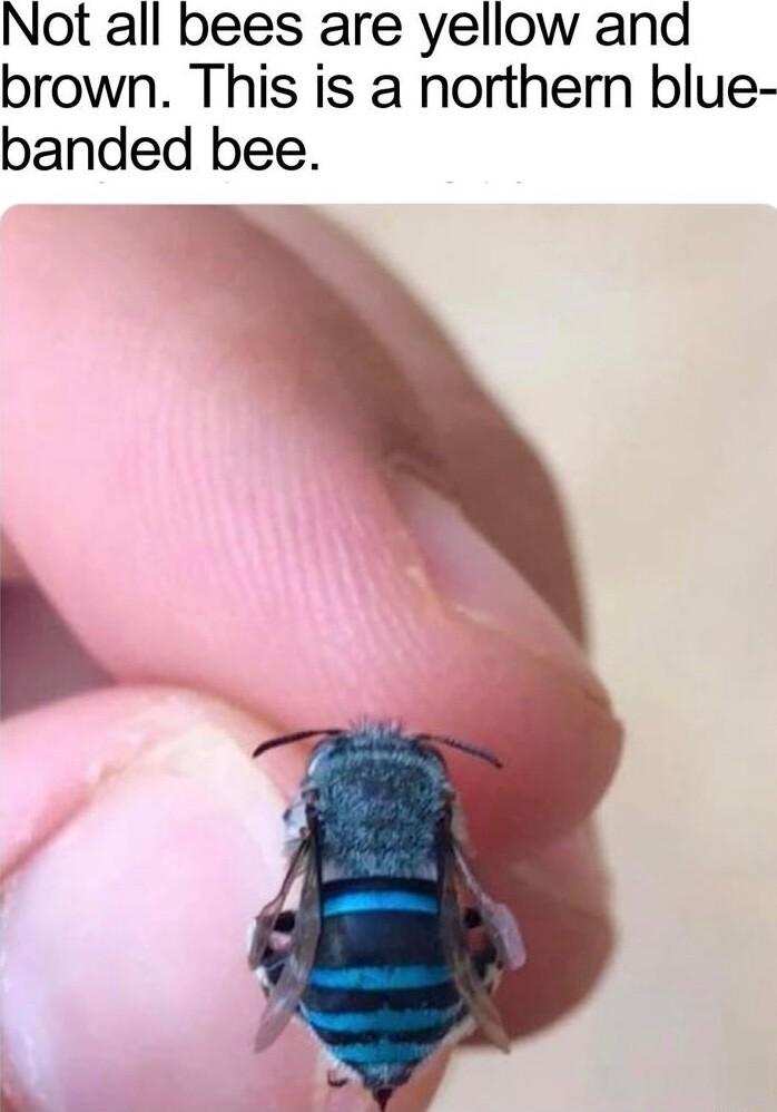 Not all bees are yellow and brown This is a northern blue banded bee p