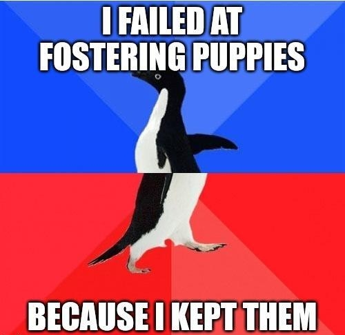 FAILED AT FOSTERING PUPPIES A BECAUSE KEPTTHEM