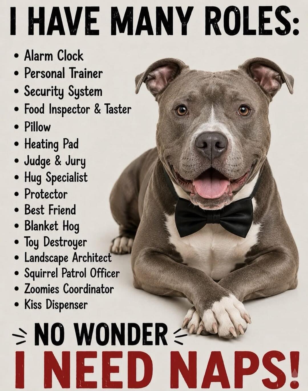 I HAVE MANY ROLES: Alarm Clock, Personal Trainer, Security System, Food Inspector & Taster, Pillow, Heating Pad, Judge & Jury, Hug Specialist, Protector, Best Friend, Blanket Hog, Toy Destroyer, Landscape Architect, Squirrel Patrol Officer, Zoomies Coordinator, Kiss Dispenser. NO WONDER I NEED NAPS!