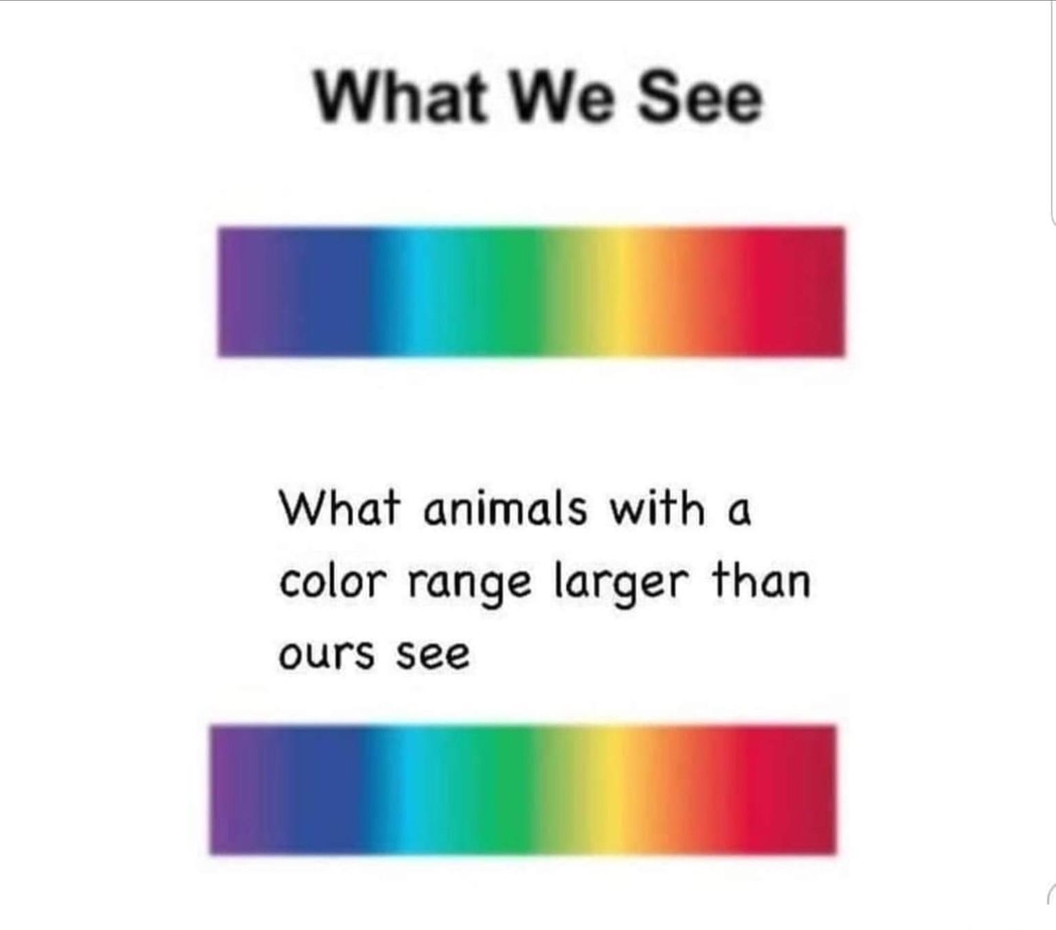 What We See What animals with a color range larger than ours see