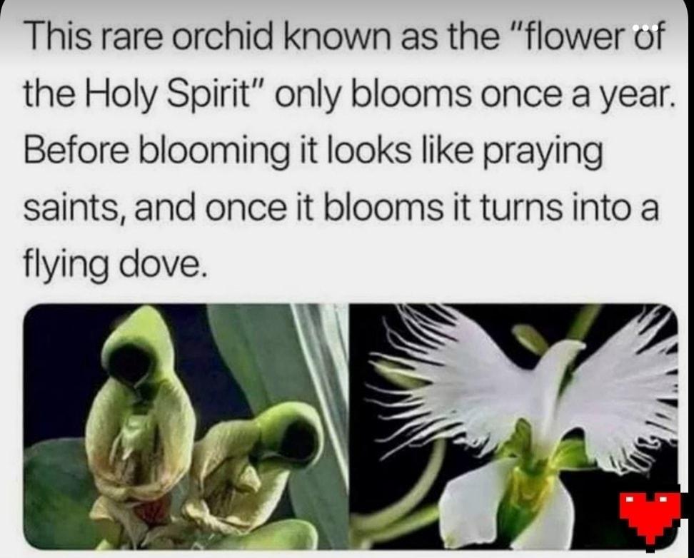 This rare orchid known as the flower of the Holy Spirit only blooms once a year Before blooming it looks like praying saints and once it blooms it turns into a flying dove