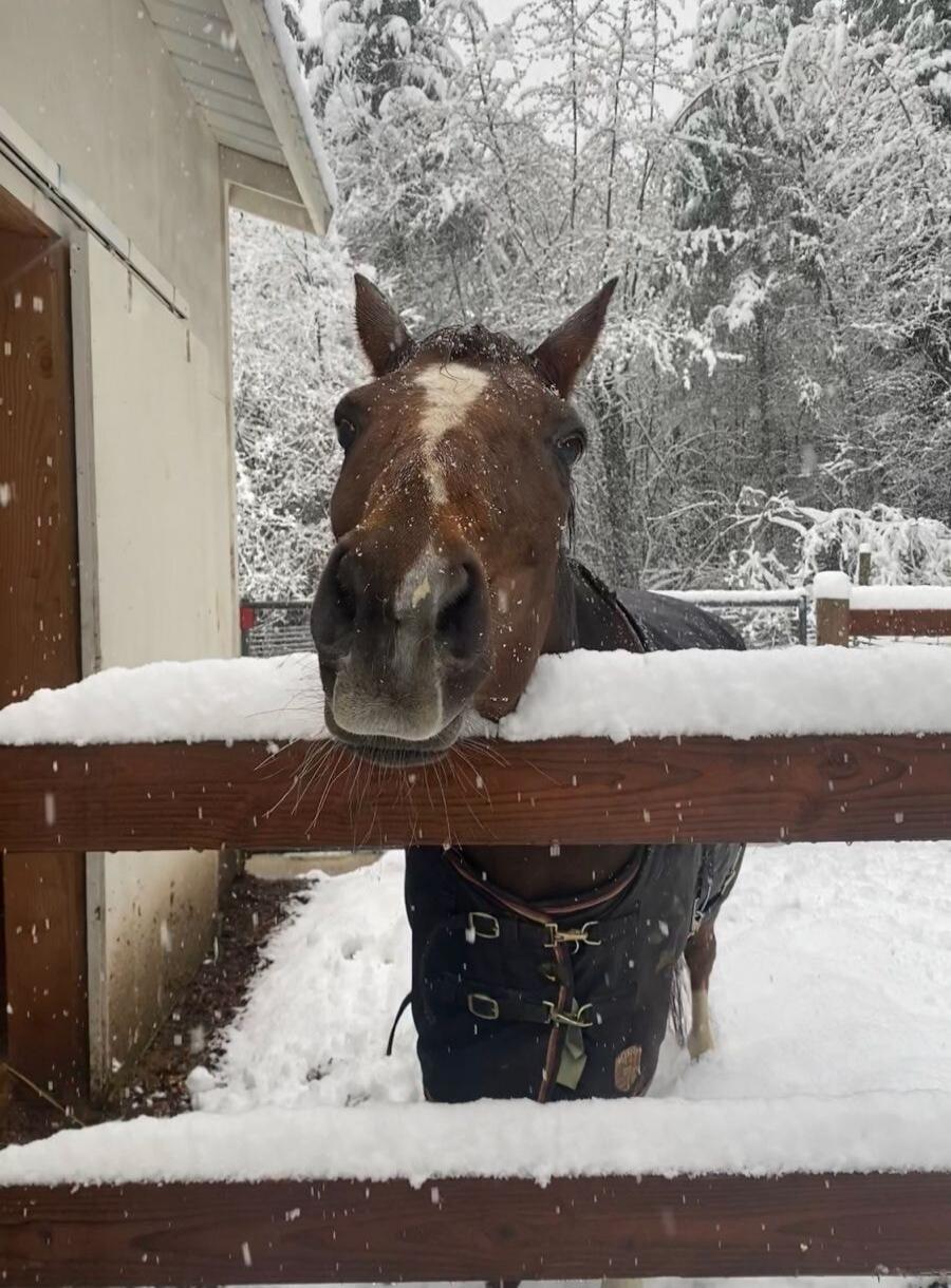 Horse in a snowy yard peeking over a wooden fence.