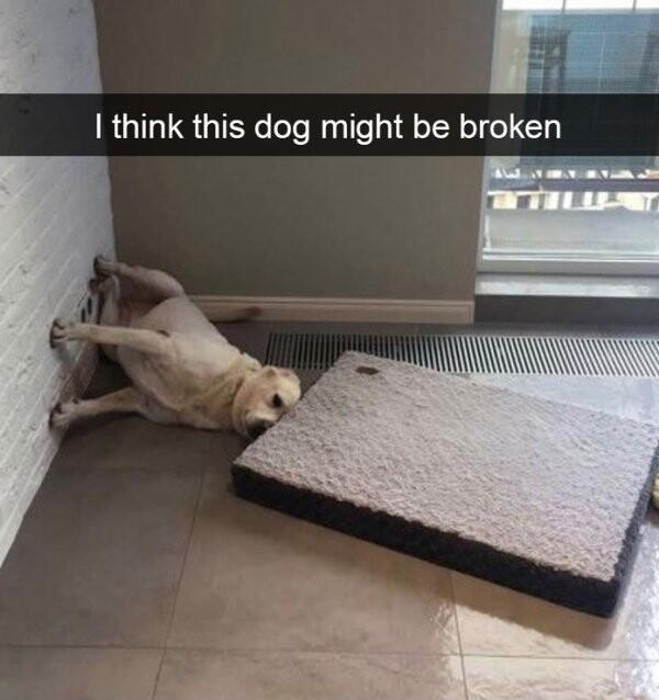 Fw think this dog might be broken
