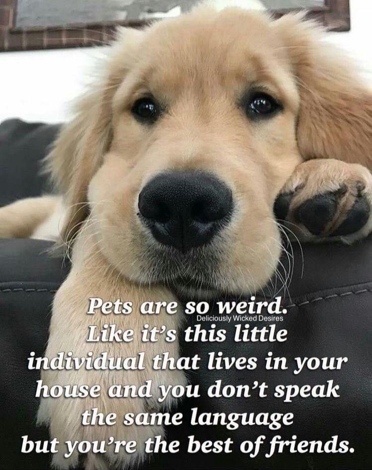 Pets are so weird. Like it's this little individual that lives in your house and you don't speak the same language but you're the best of friends.