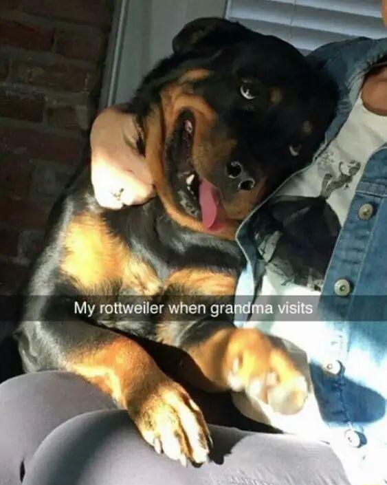 My rottweiler when gral W R A
