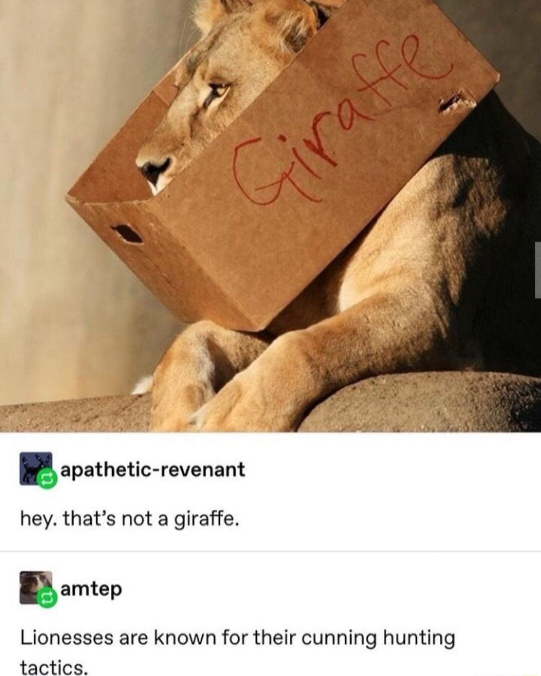 apathatic revennl hey thats not a giraffe amtep Lionesses are known for their cunning hunting tactics