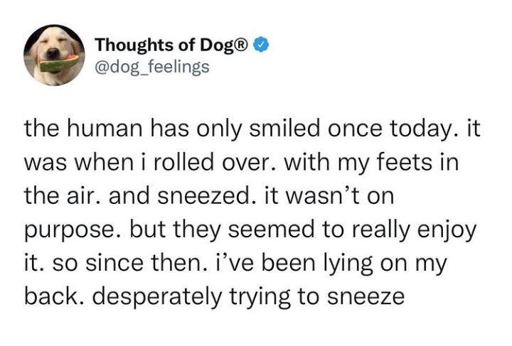 Thoughts of Dog dog_feelings the human has only smiled once today it was when i rolled over with my feets in the air and sneezed it wasnt on purpose but they seemed to really enjoy it so since then ive been lying on my back desperately trying to sneeze