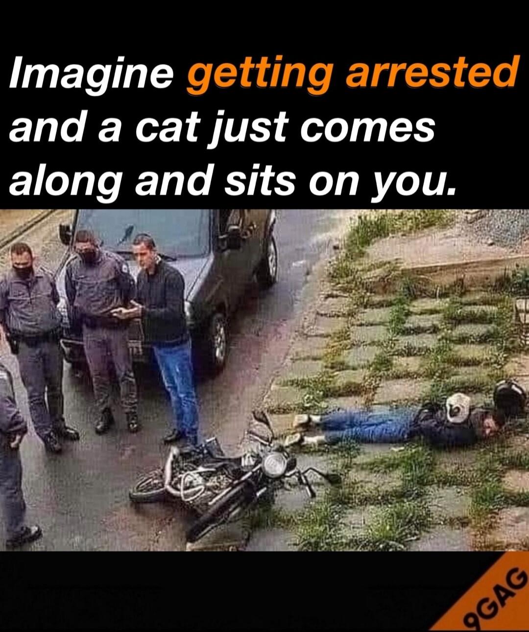 Imagine getting arrested and a cat just comes along and sits on you.