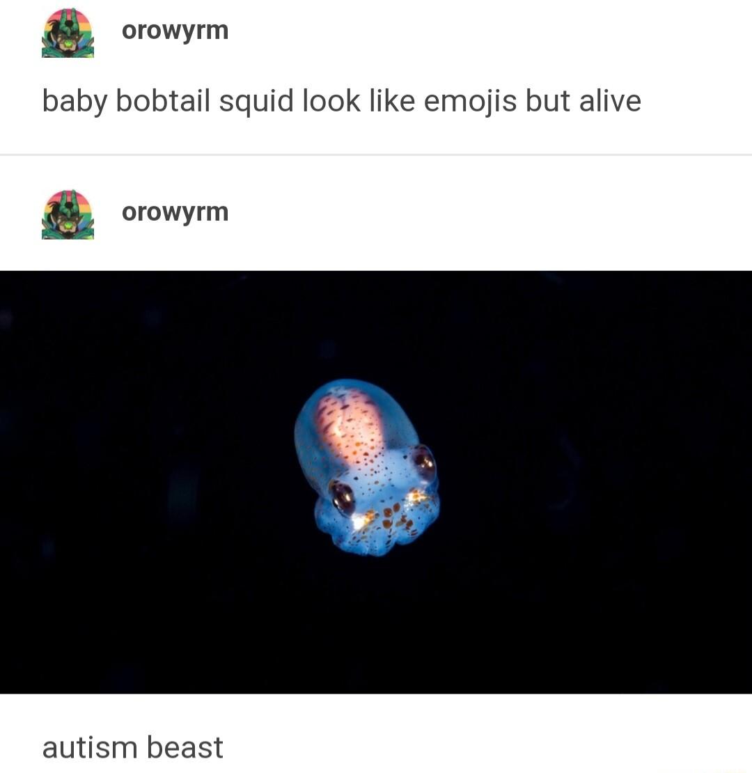 orowyrm baby bobtail squid look like emojis but alive orowyrm