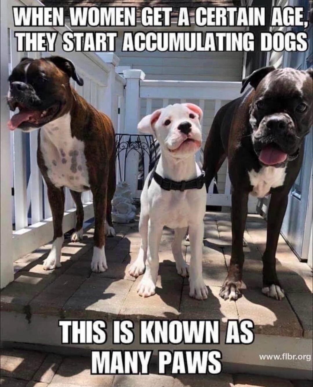 When women get a certain age, they start accumulating dogs. This is known as many paws.
