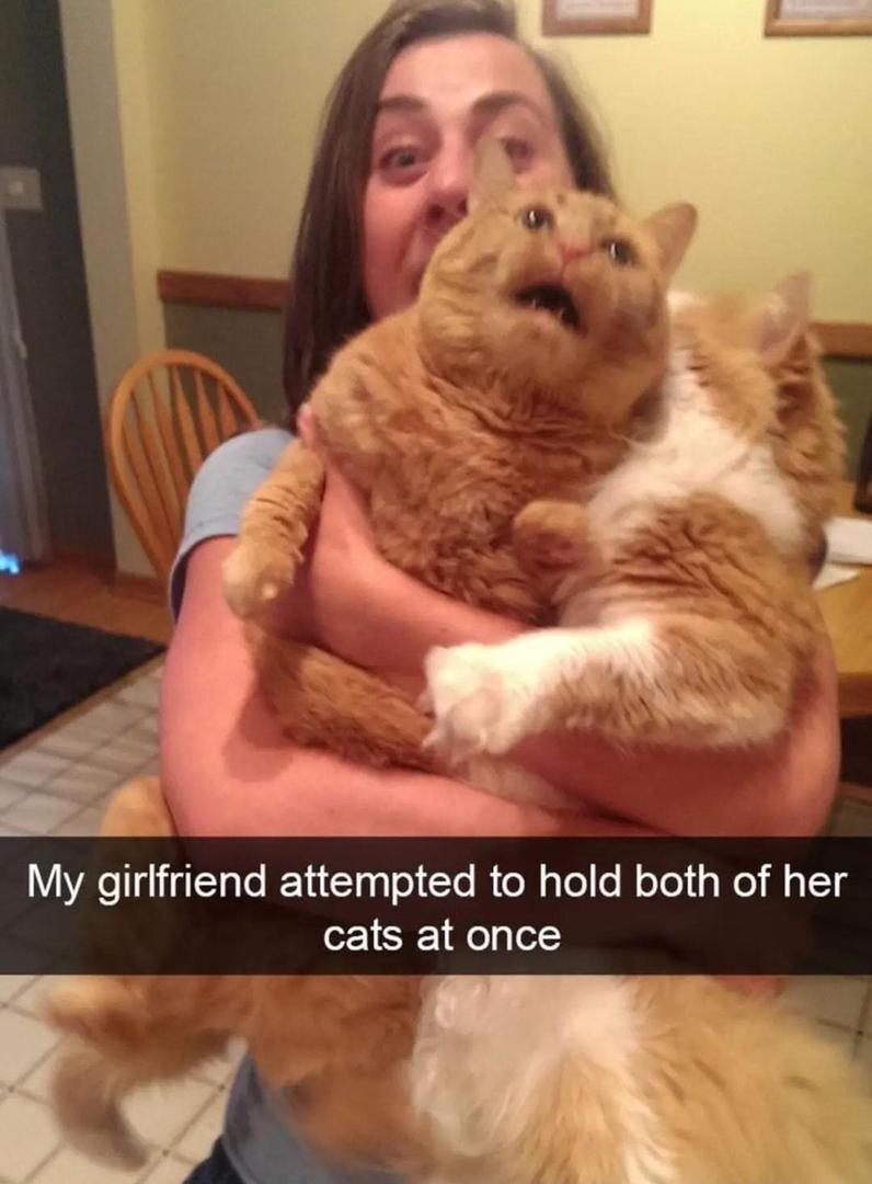 My girlfriend attempted to hold both of her cats at once