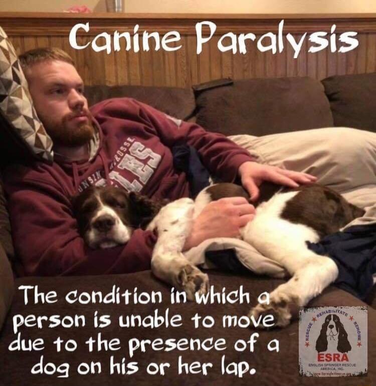 Canine Paralysis The condition inhich person is unable to mole due to the presence of a dog on his or her lap