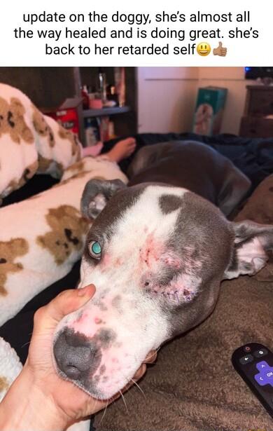 update on the doggy shes almost all the way healed and is doing great shes back to her retarded self oy