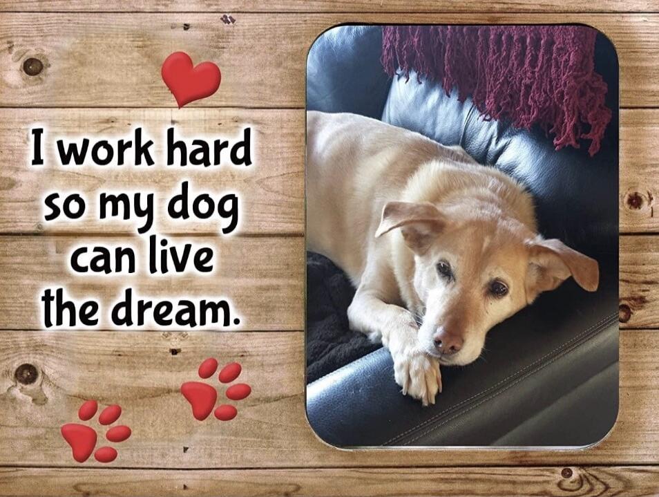 I work hard so my dog can live the dream.