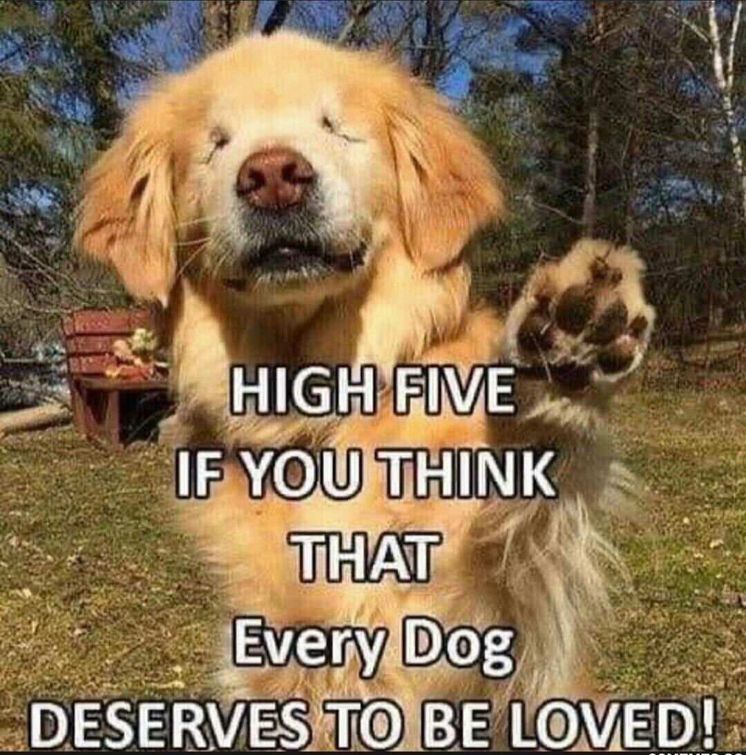 HIGH FIVE IF YOU THINK THAT Every Dog DESERVES TO BE LOVED!