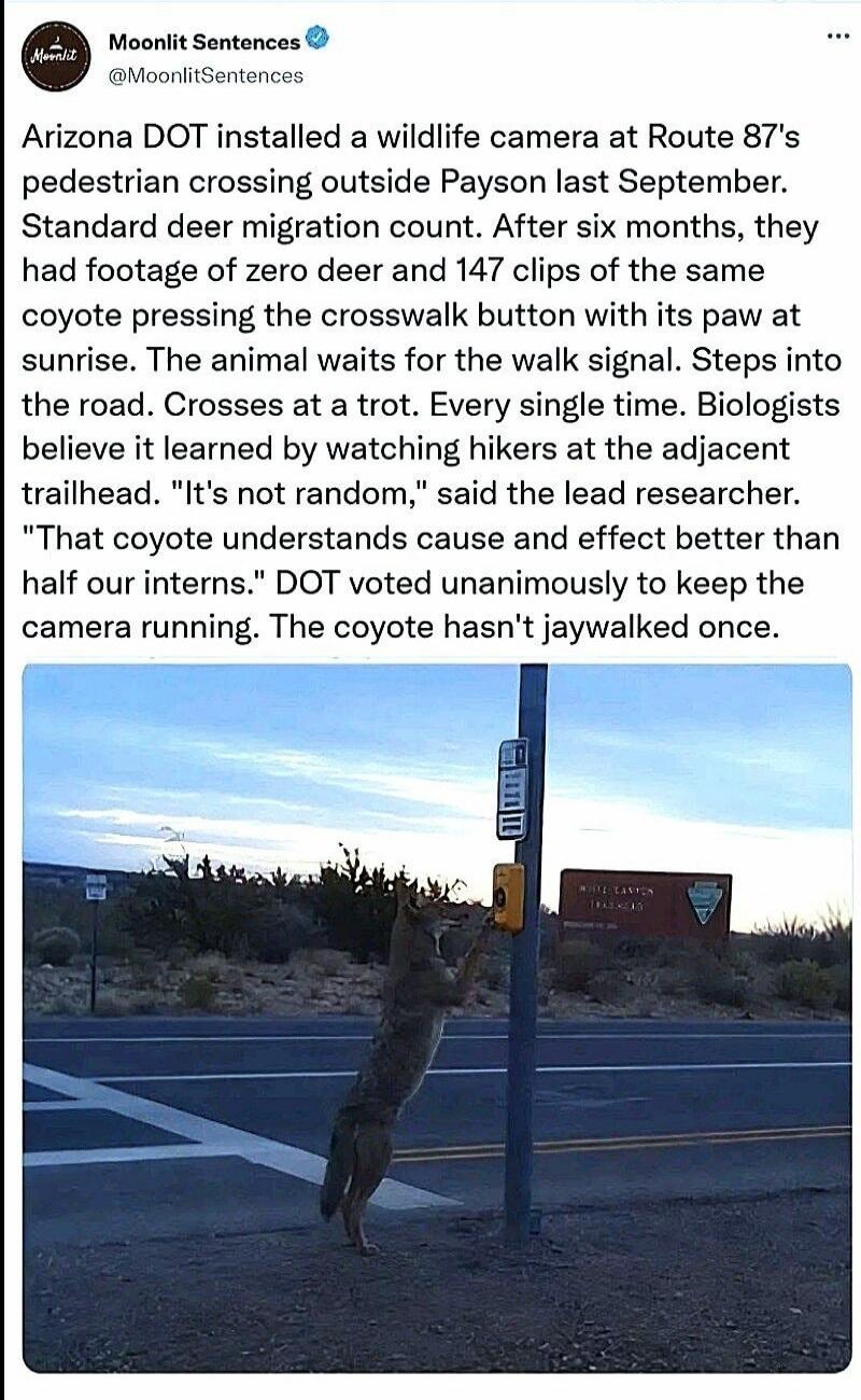 Arizona DOT installed a wildlife camera at Route 87's pedestrian crossing outside Payson last September. Standard deer migration count. After six months, they had footage of zero deer and 147 clips of the same coyote pressing the crosswalk button with its paw at sunrise. The animal waits for the walk signal. Steps into the road. Crosses at a trot. 