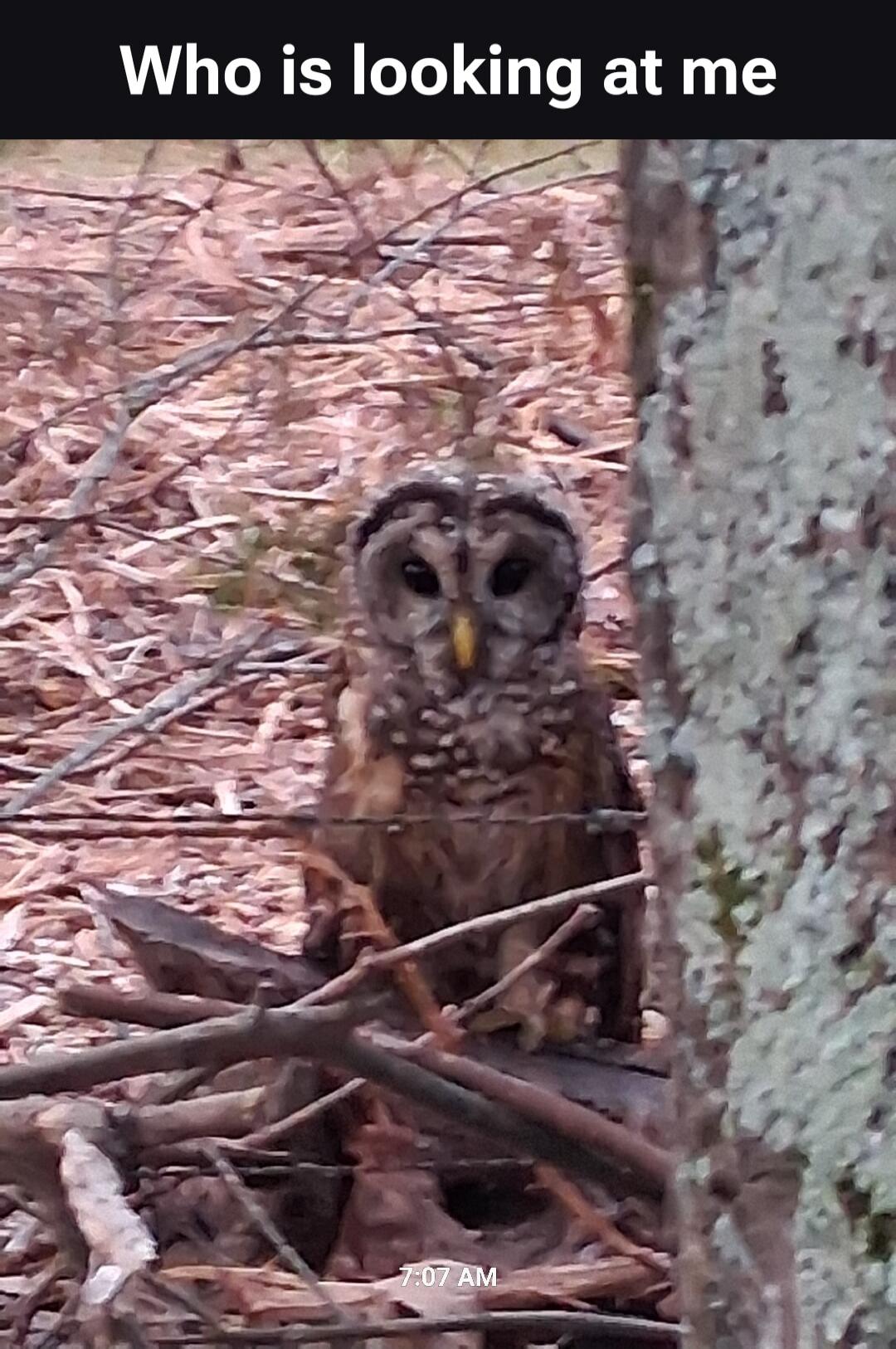 Who is looking at me 7:07 AM