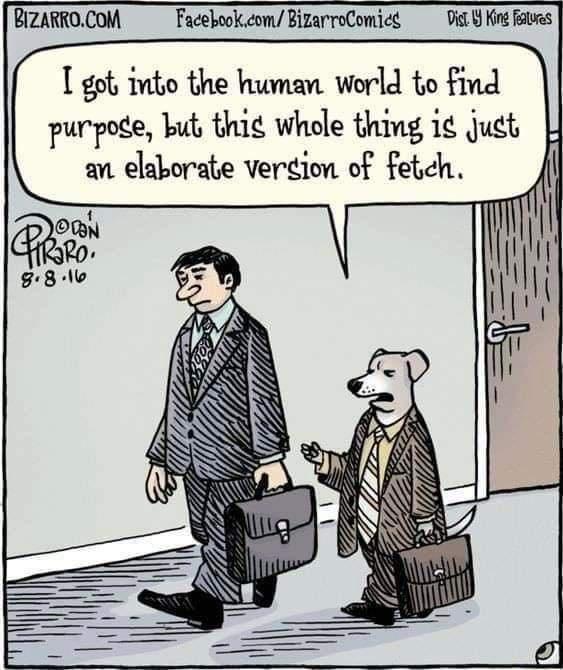 BIZARROCOM Facebook com BizarroComicd Vi King s T got tnto the human world to find purpoge but thig whole thing i just an elaborate verdion of feteh